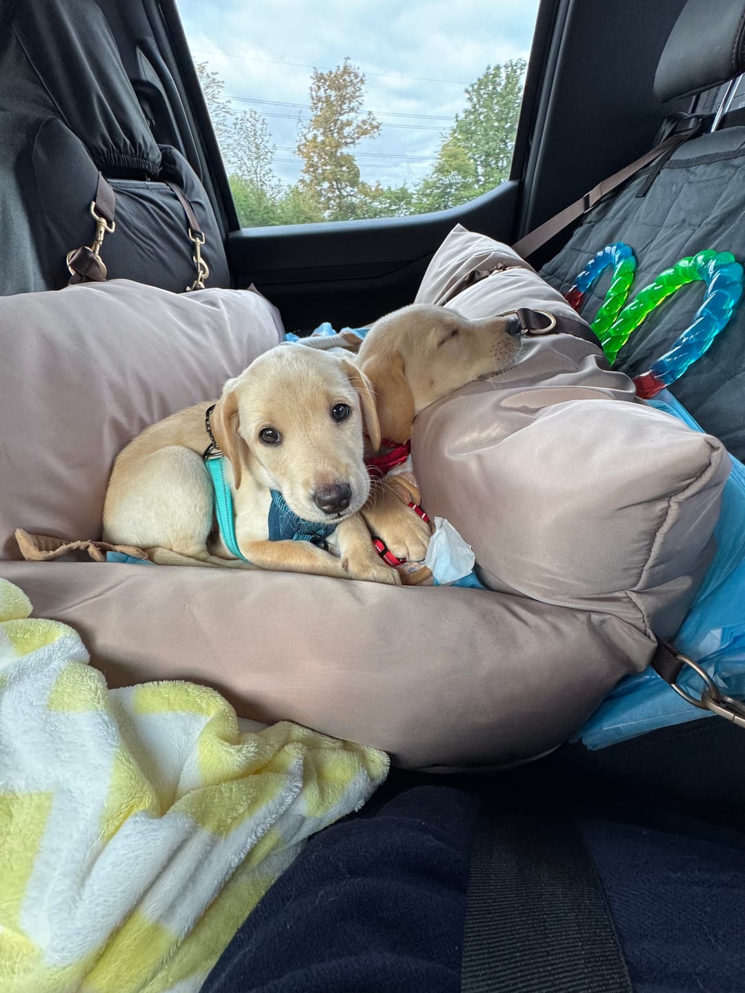 Customer photo review of Travel Dog Pod - Hazelnut