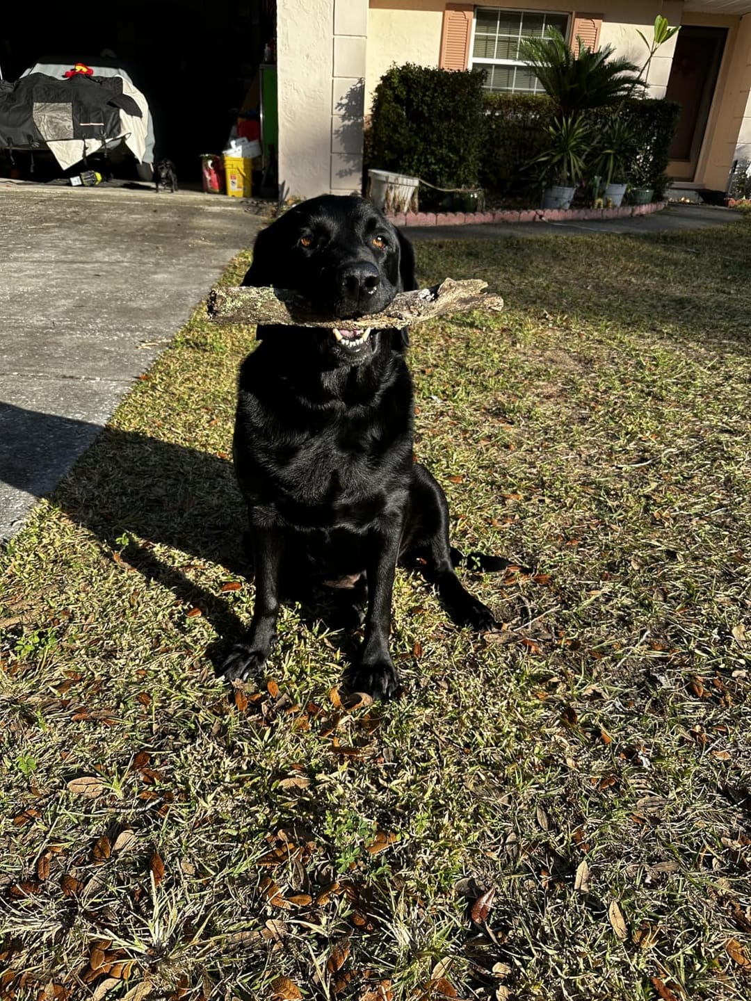 Customer photo review of Fórmula Veterinaria Natural para Eliminar Hongos en Perros.