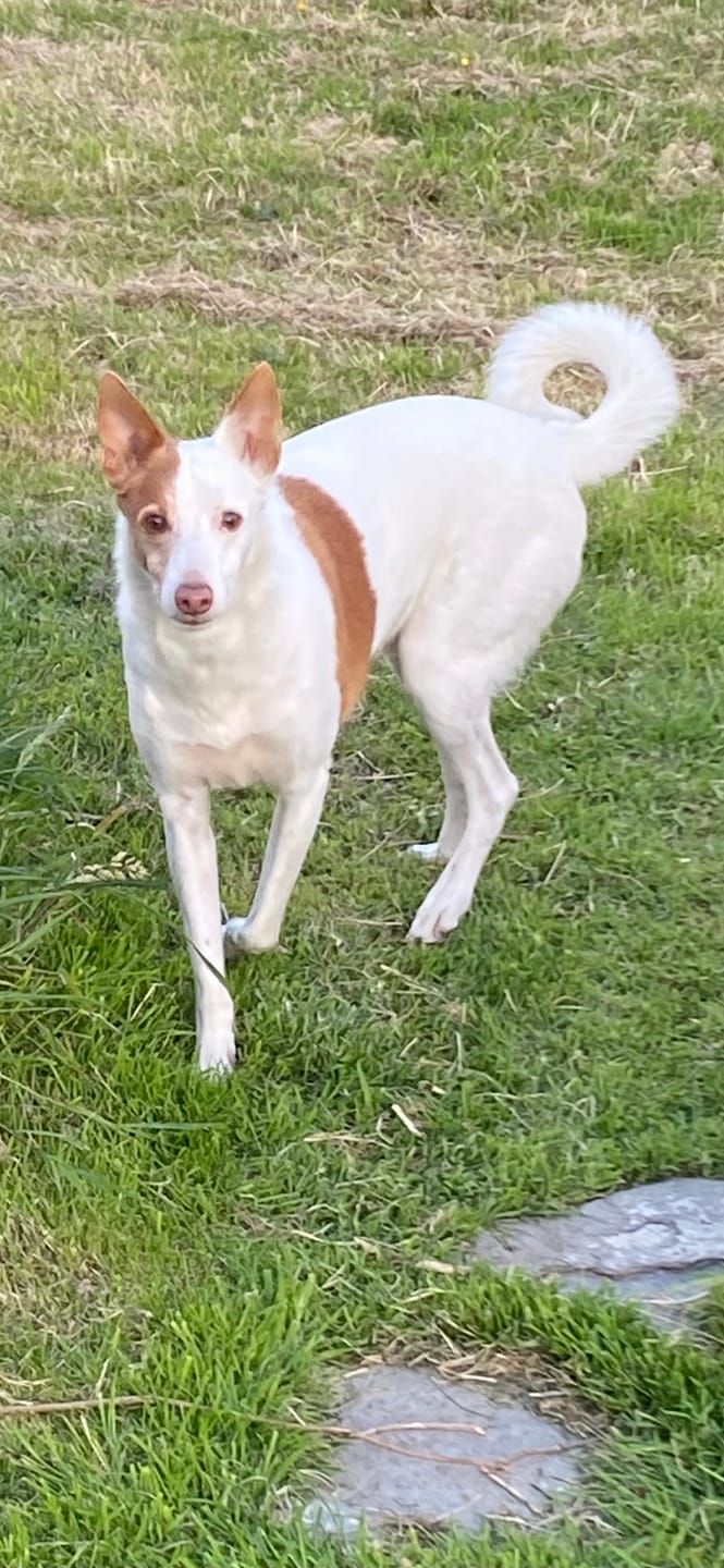 Customer photo review of Calming Supplement Chews for Dogs