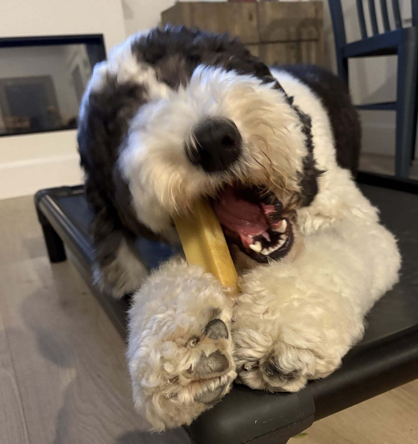 Customer photo review of Himalayan Yak Chew (EXTRA LARGE)