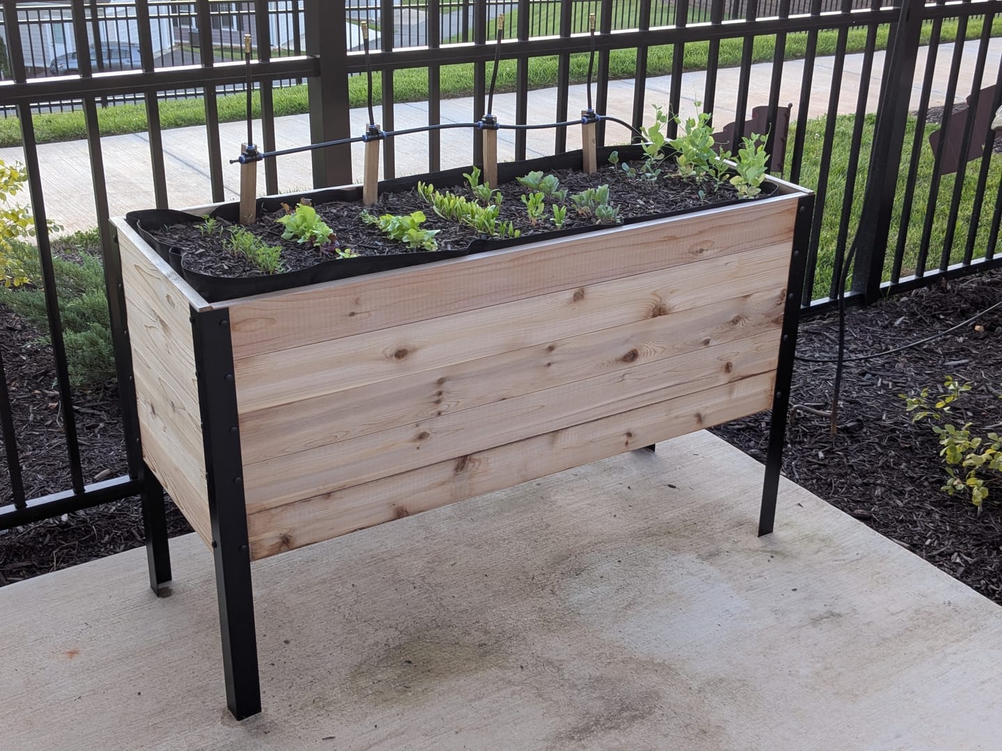 Customer photo review of 18″ x 48″ Deep Root Raised Garden Bed - 30″ TALL - Select Grade