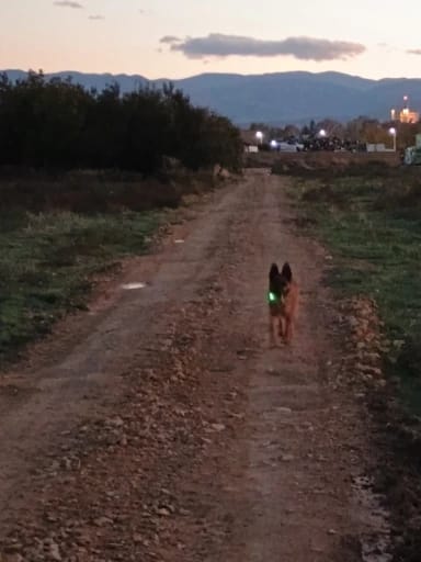 Customer photo review of GlowTag — LED Safety Light Pendant for Dog Collars