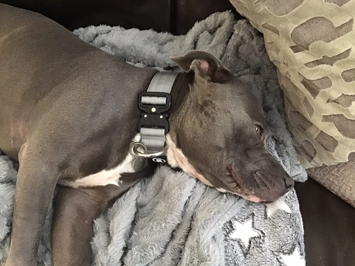 Customer photo review of 4cm Combat® Collar | No Handle & Secured Clip - Metal Grey