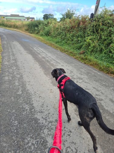 Customer photo review of Harnais anti-traction Aquelie