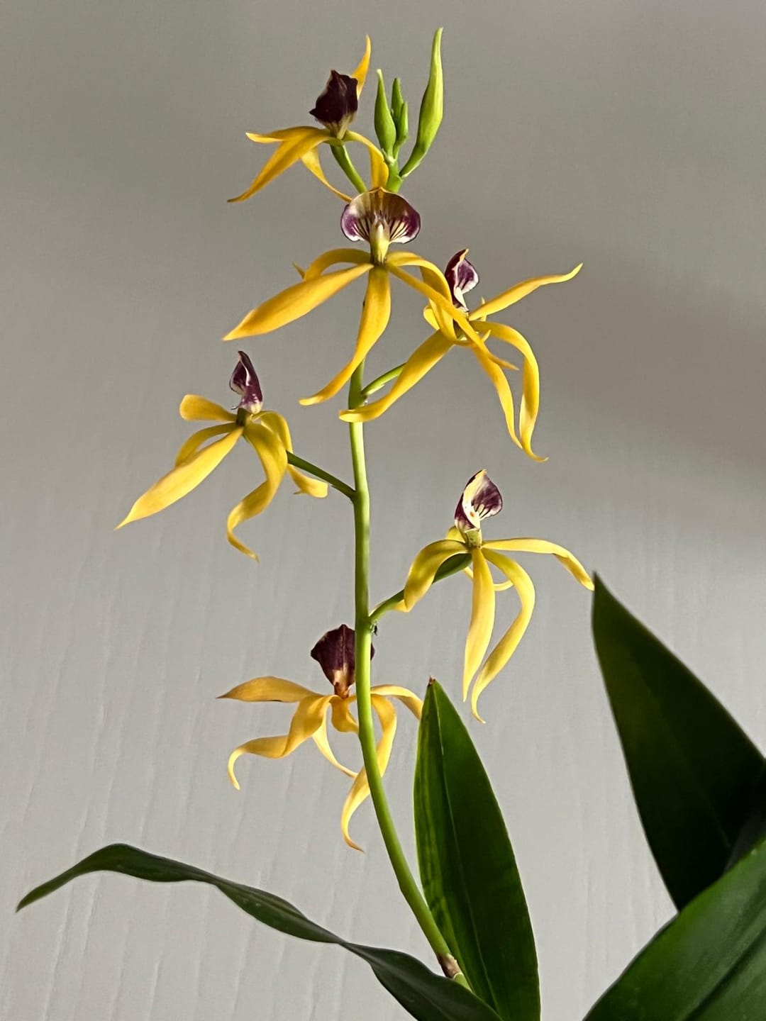 Customer photo review of Encyclia Jasper mit orange-gelben Blüten und 1+ Rispen