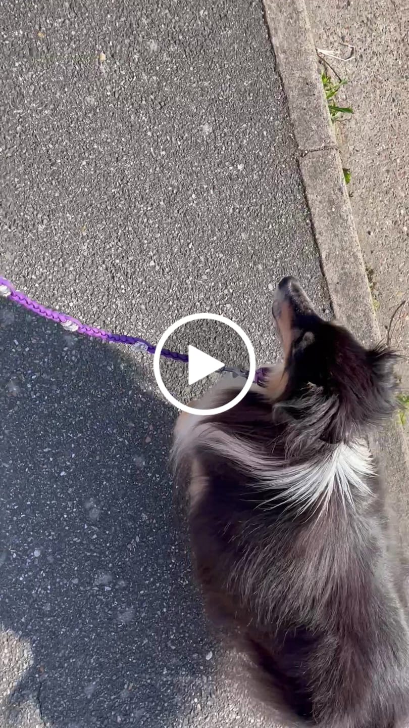 Customer video review of Natural Joint Support for Dogs | Tvati