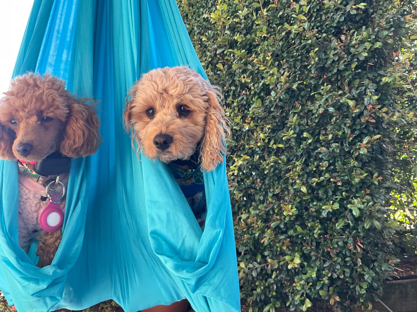 Customer photo review of NeuroCalm™ Premium Sensory Swing