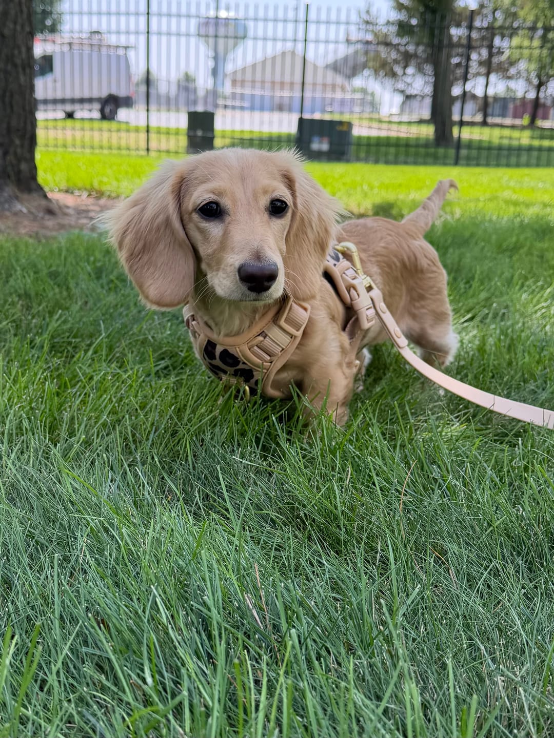 Customer photo review of Wander! Bow Harness Kit Leopard