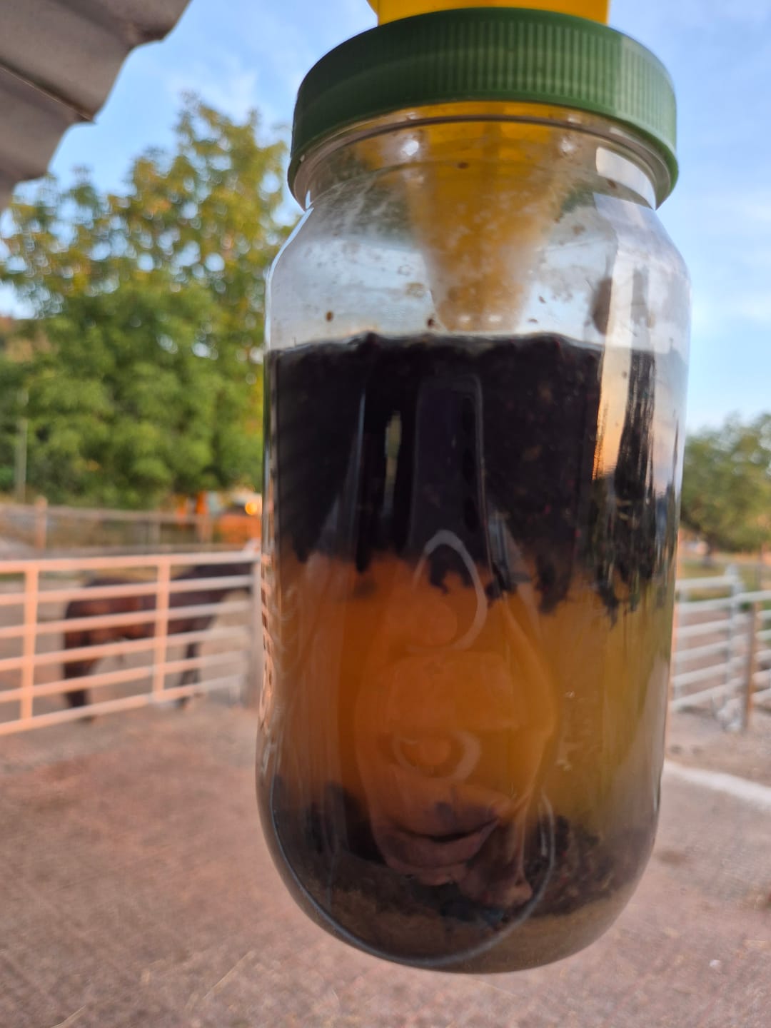 Customer photo review of HorseSafe LiquidTrap – Schluss mit Fliegenstress auf deinem Hof