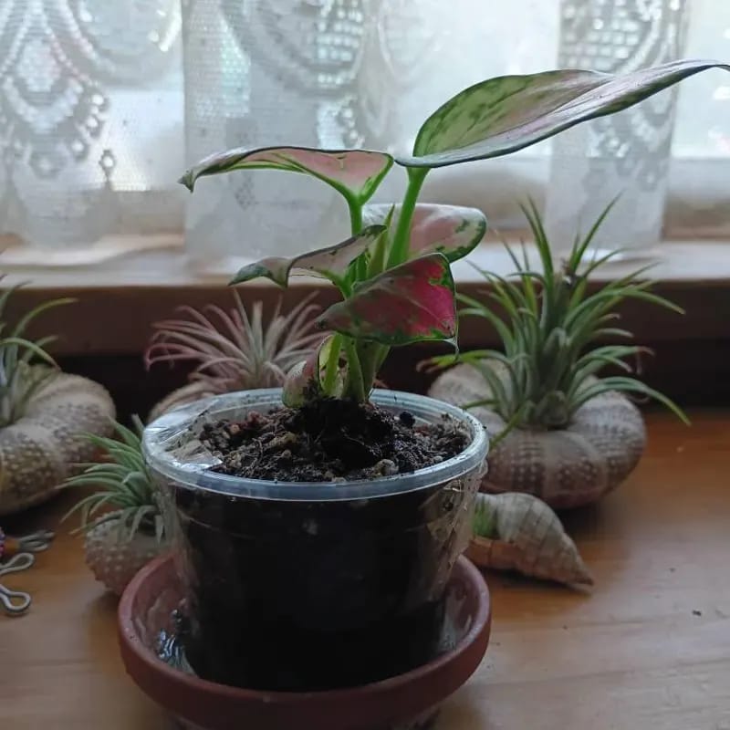 Customer photo review of Aglaonema Lady Valentine in 2" Pot - Rare Pink Indoor Plant - Chinese Evergreen Live Plant - Easy Care Houseplant - Home & Office Gift