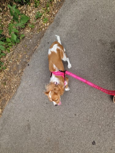 Customer photo review of Harnais anti-traction Aquelie