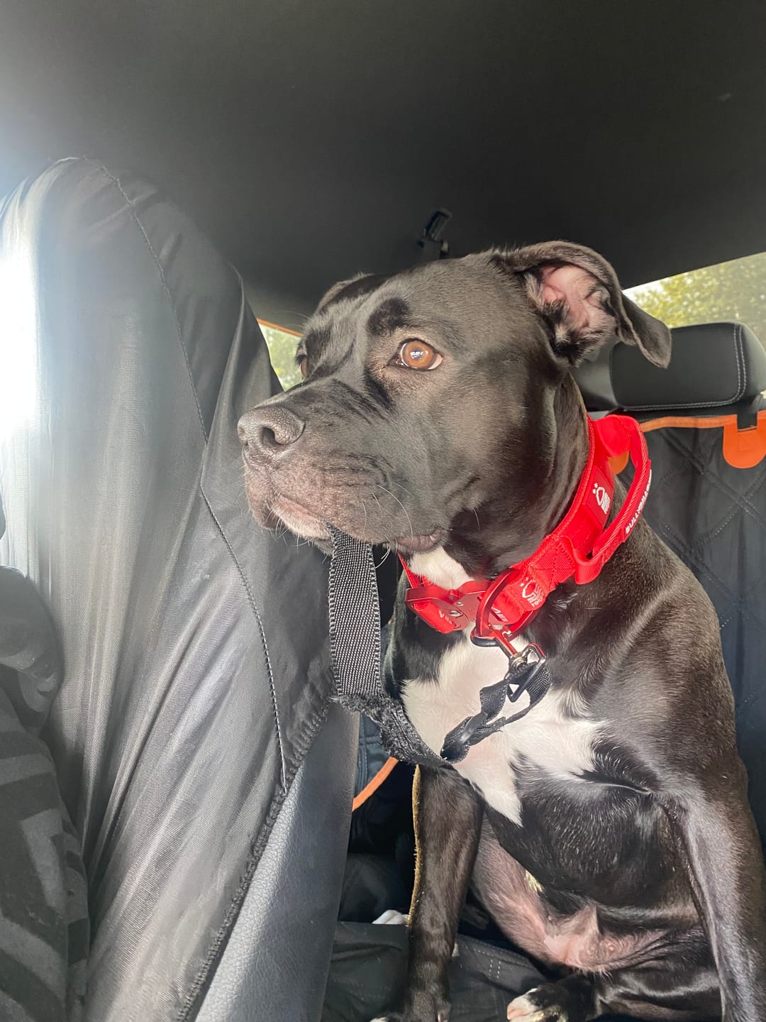 Customer photo review of 4cm Lighter Combat® Collar | With Handle & Secure Clip - Nottingham Forest