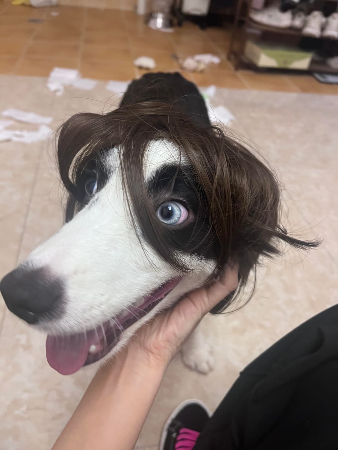 Customer photo review of Funny Pet Wig Costume Collection