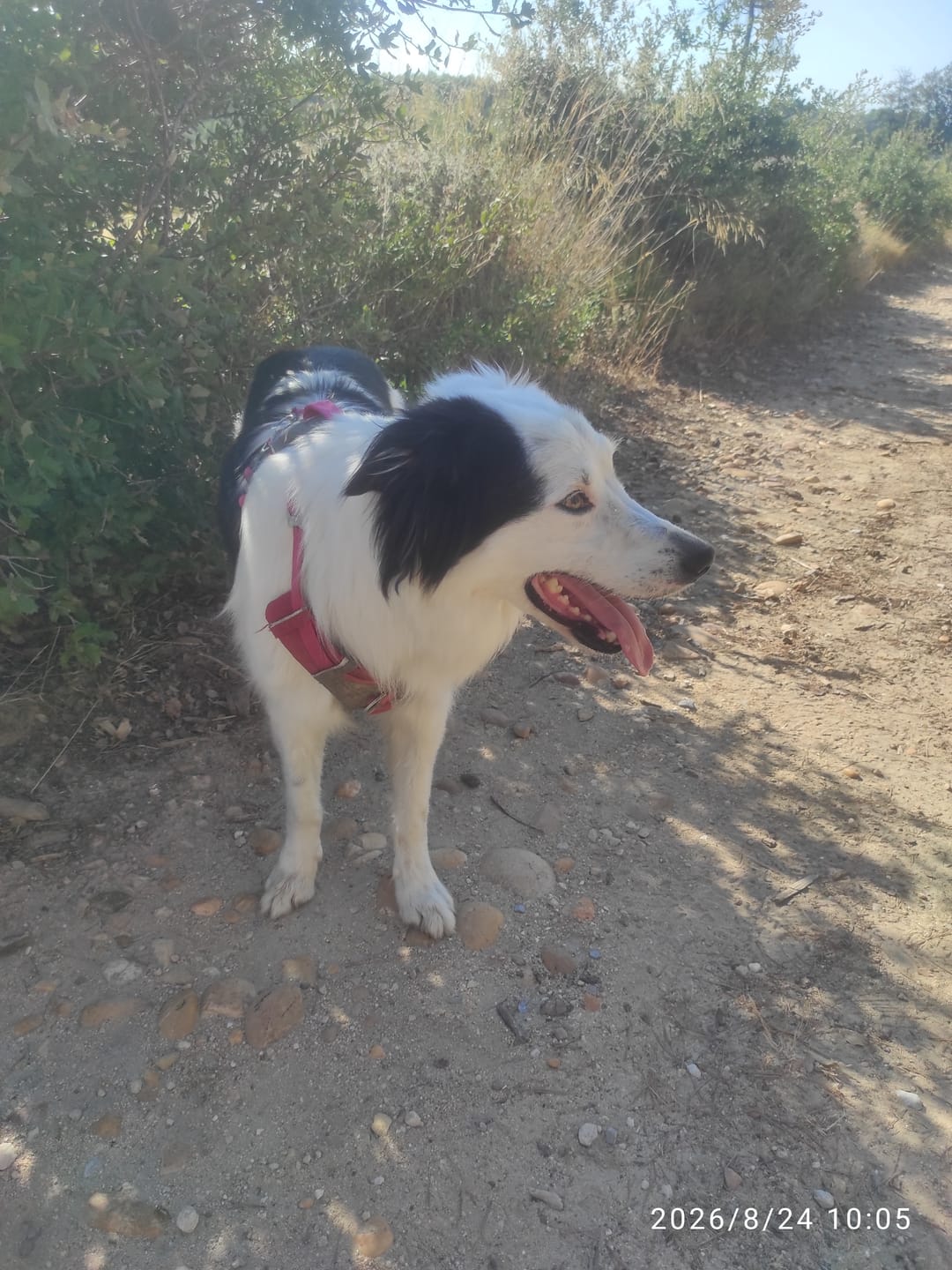 Customer photo review of Shampoing Sans Rinçage - Apaisant pour chien 🏔️