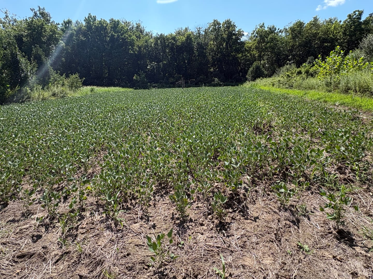 Customer photo review of MonsterBuck Food Plot Soybeans | Roundup Ready