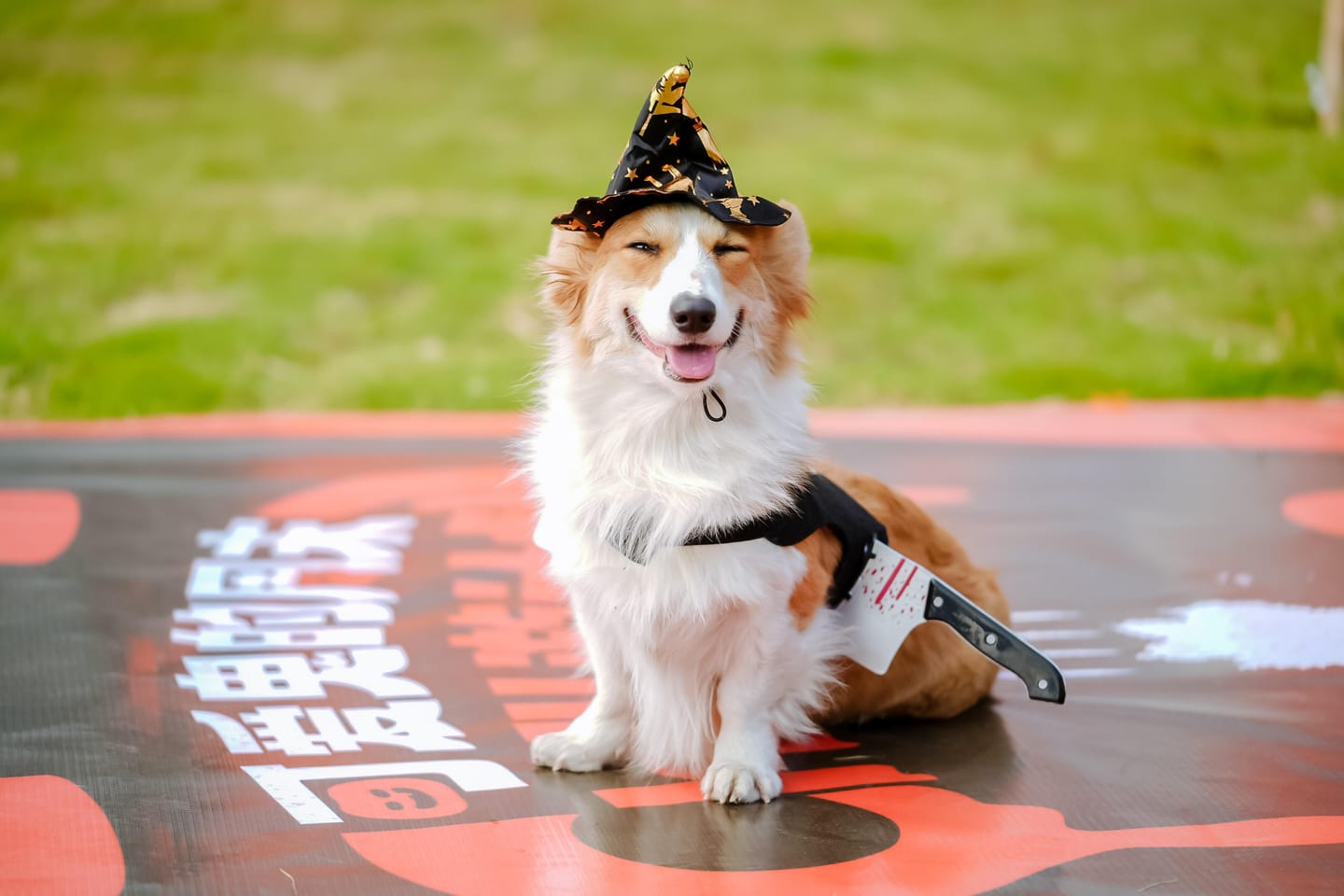 Customer photo review of Spooky Killer Knife Dog Costume