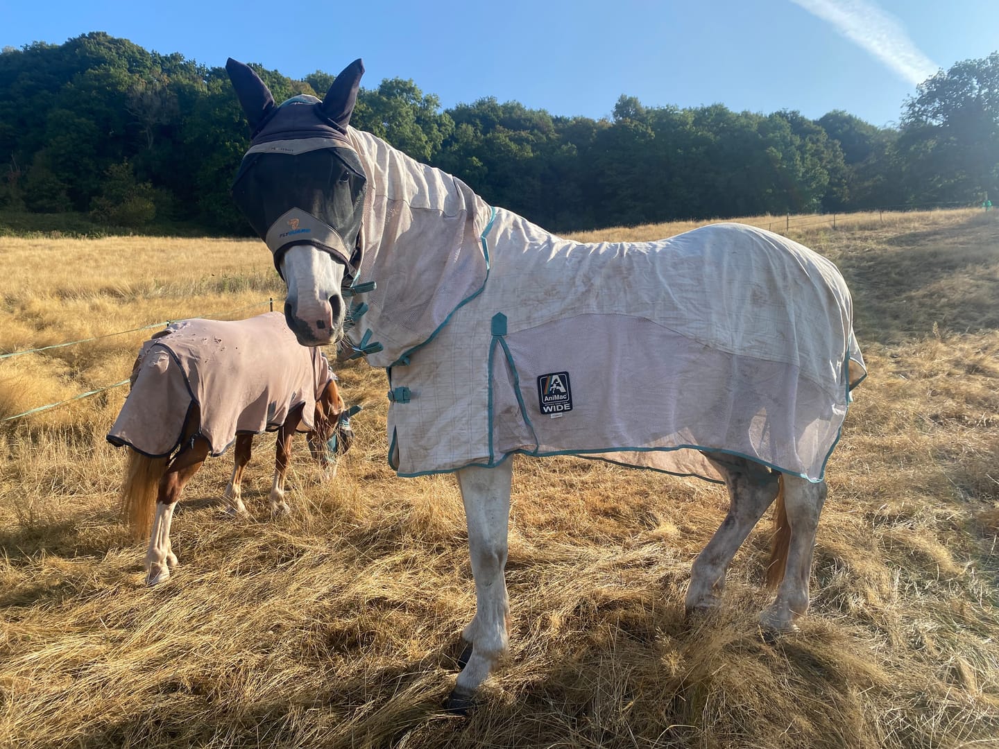 Customer photo review of Allrounder Fly Rug Combo