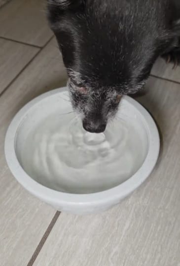 Customer photo review of Fórmula Veterinaria Natural para Eliminar Hongos en Perros.