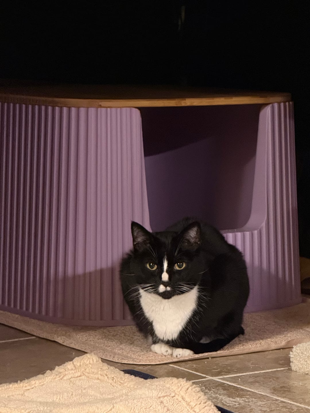 Customer photo review of Michu XXL Stella Deluxe Cat Litter Box - Spacious Design