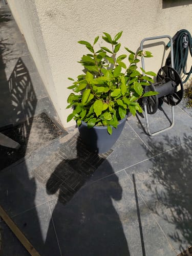 Customer photo review of Specerijstruik - Calycanthus 'Venus'