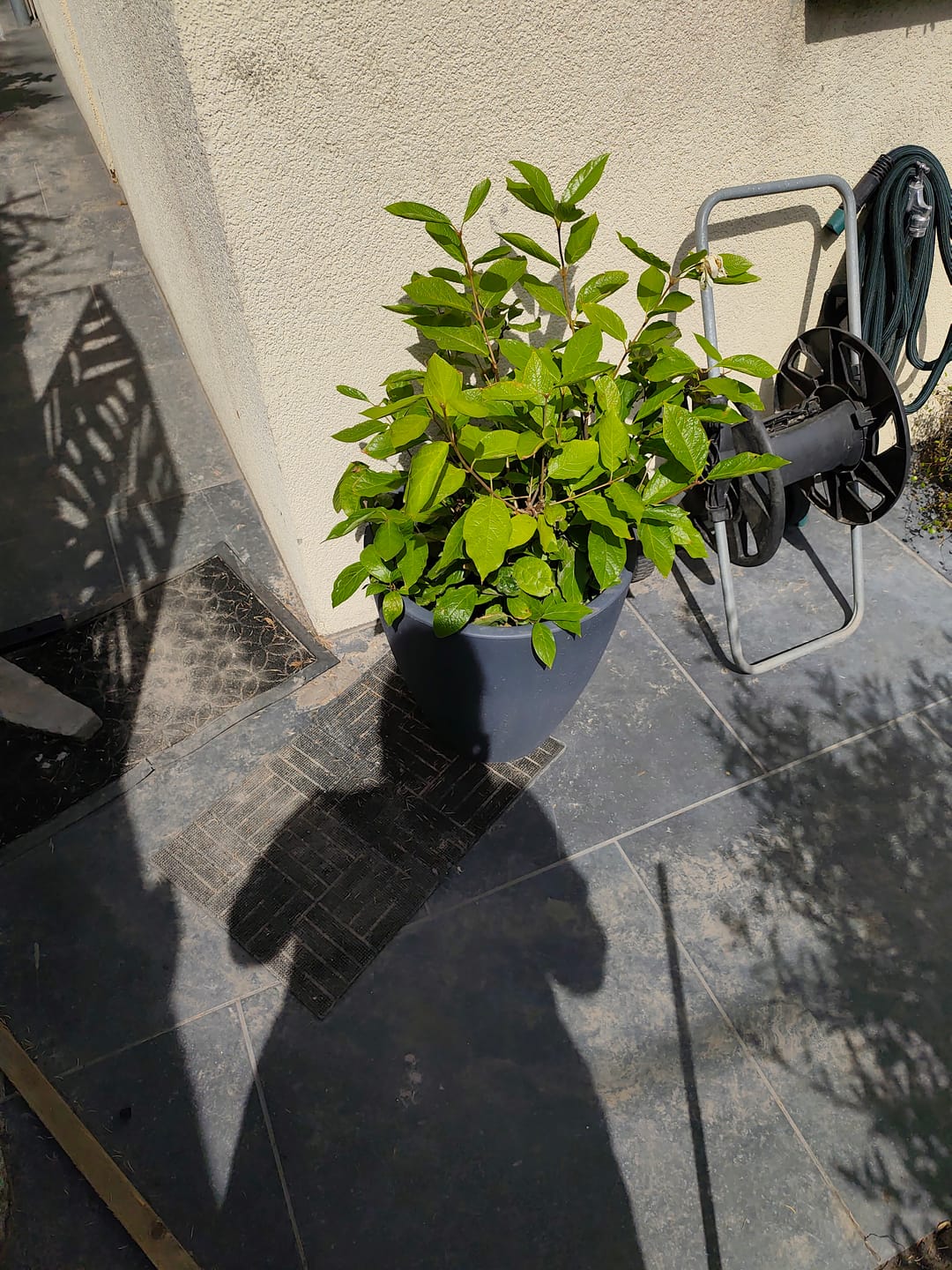 Customer photo review of Specerijstruik - Calycanthus 'Venus'