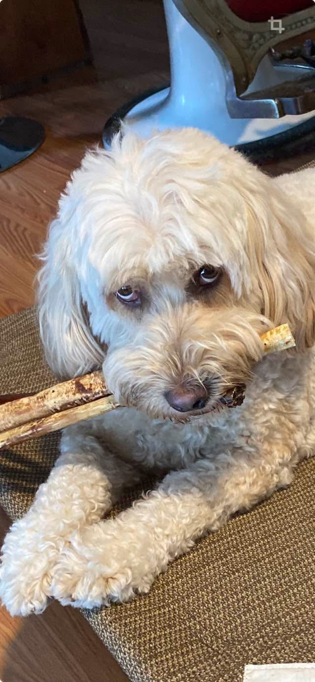 Customer photo review of 12 Inch Bully Coated Gourmet Collagen Sticks