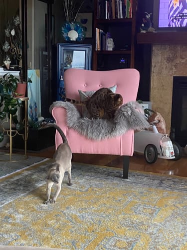 Customer photo review of Allston High Back Upholstered Accent Armchair
