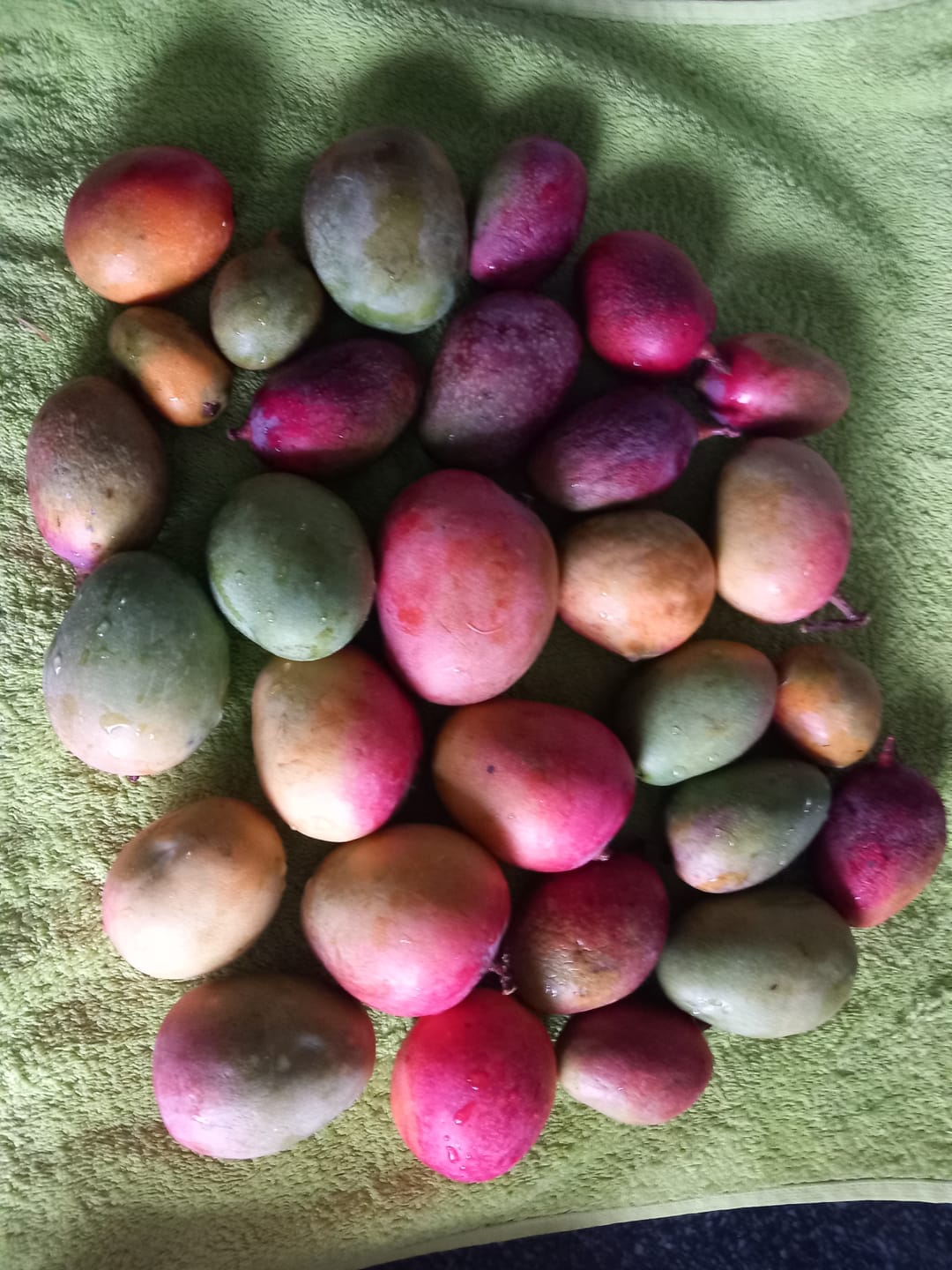 Customer photo review of Mini-Mango von Juan 3kg Retterbox %
