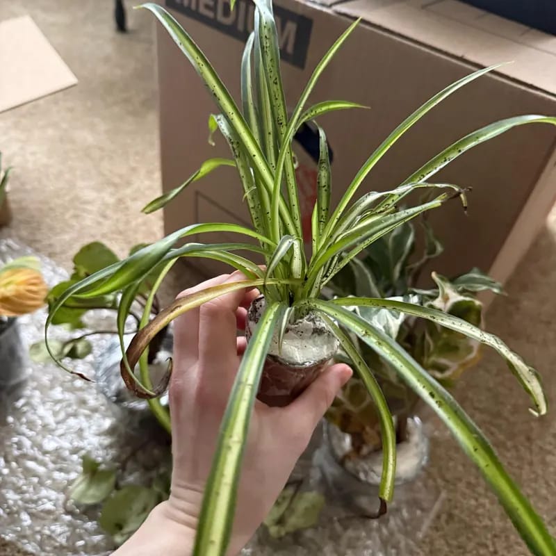 Customer photo review of Variegated Spider Plant in a 2" Grow Pot – Chlorophytum Comosum – Live Air Purifying Plant - Low Light Indoor Houseplant – Easy Care Tropical Plant