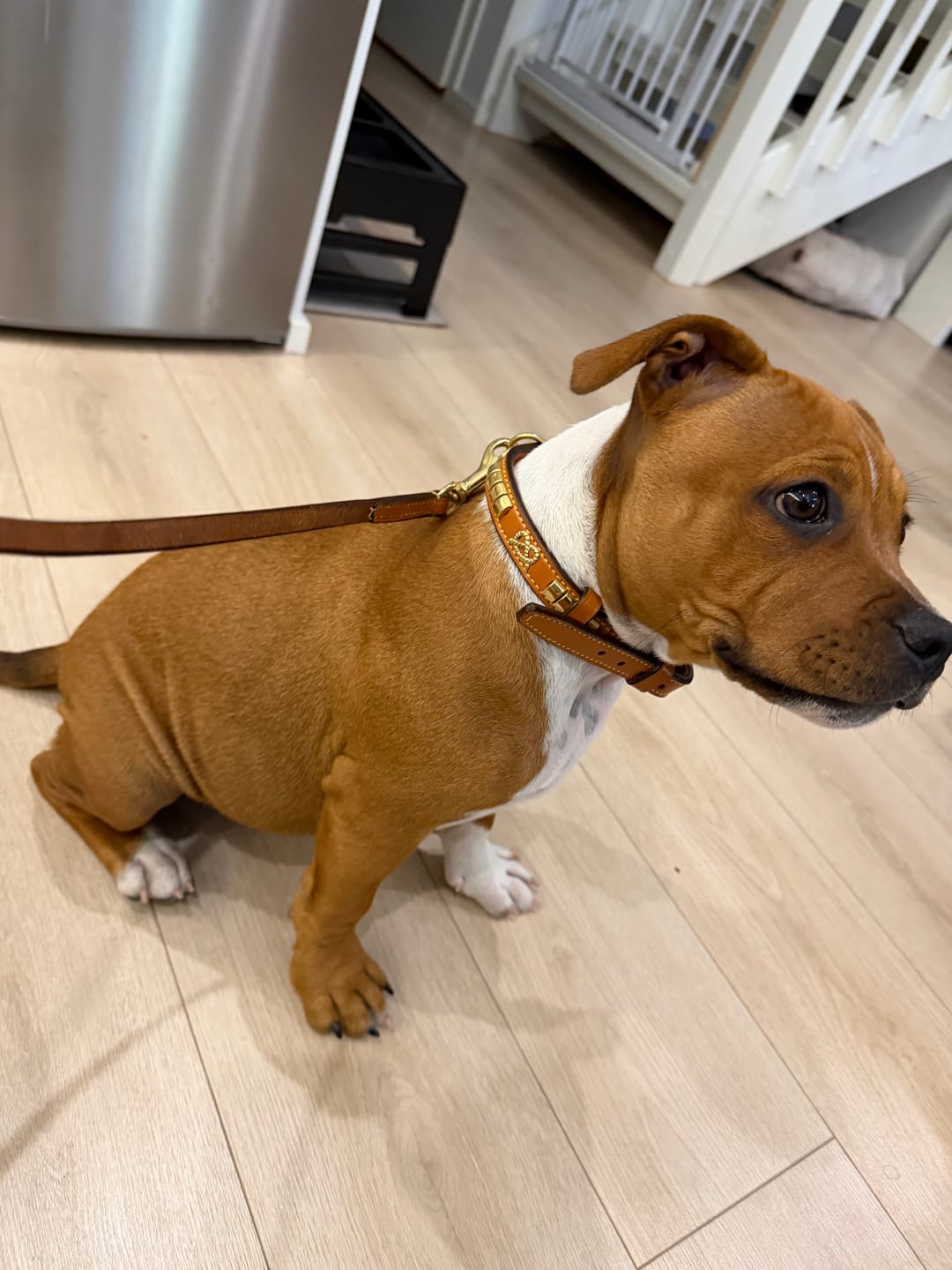 Customer photo review of Staffordshire Bull Terrier 1935® Show Collar & Leash Set - Eik's Champion Edition - Cognac & Gold