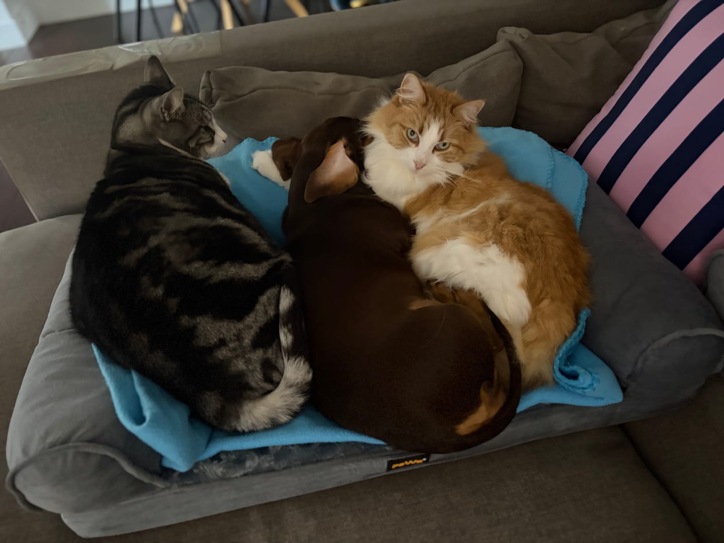 Customer photo review of Pet Sofa Bed