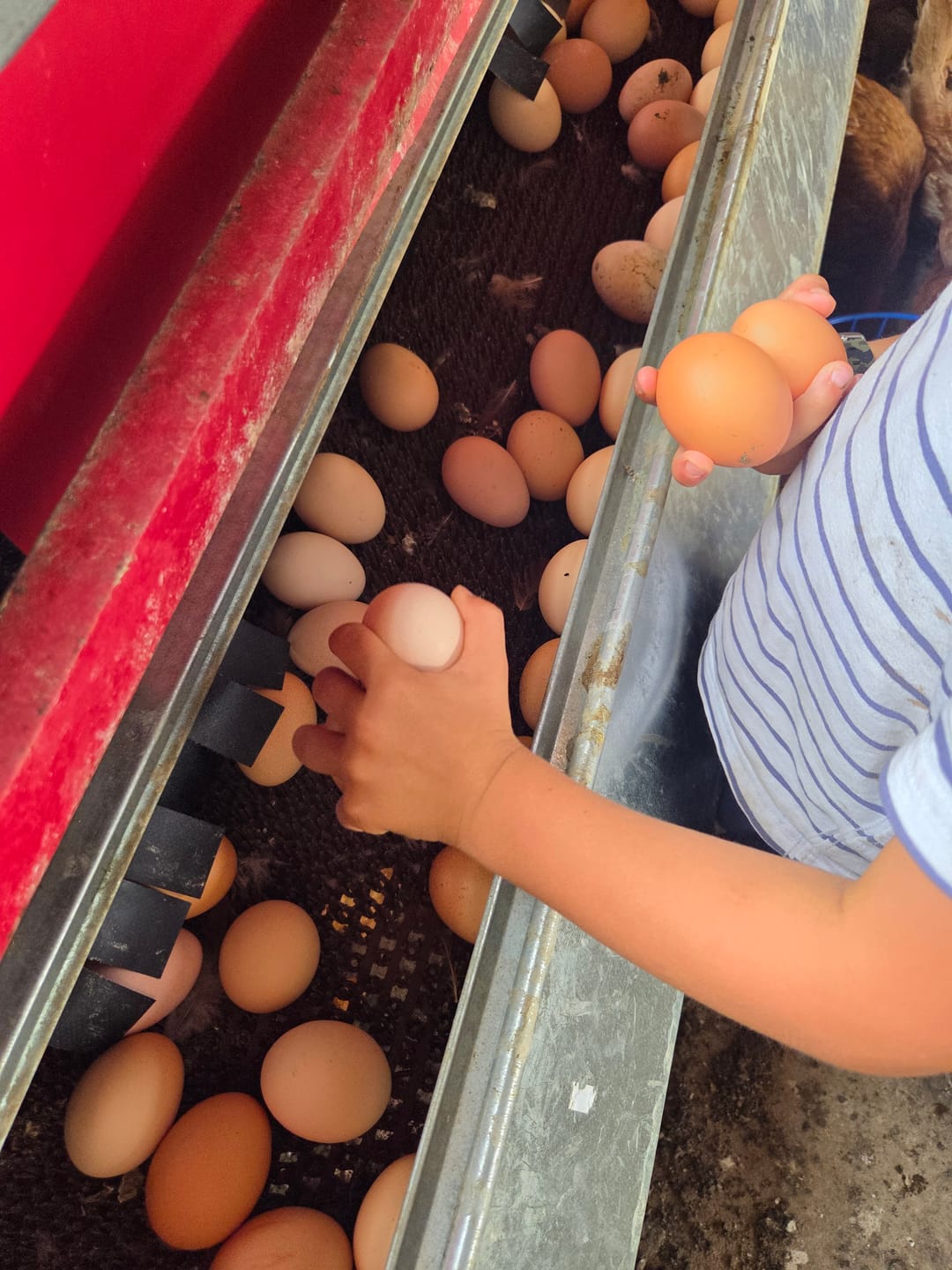 Customer photo review of X-Large (72") Reversible Rollout Nest Box (Up to 75 Hens)