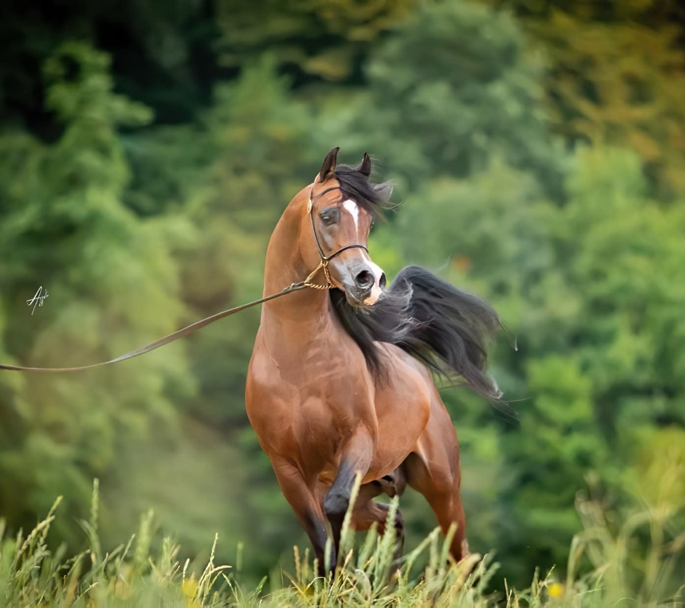 Customer photo review of Green Hoof Balm