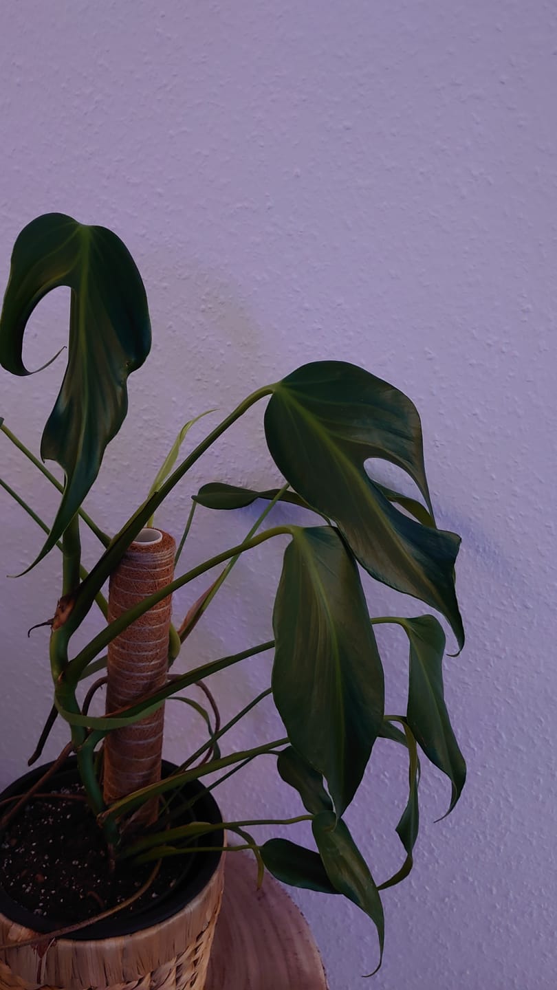 Customer photo review of MONSTERA BURLE MARX FLAME