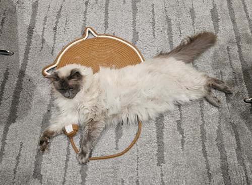 Customer's fluffy cat lying comfortably on the tan Instinct Mat scratching mat on a gray carpet.
