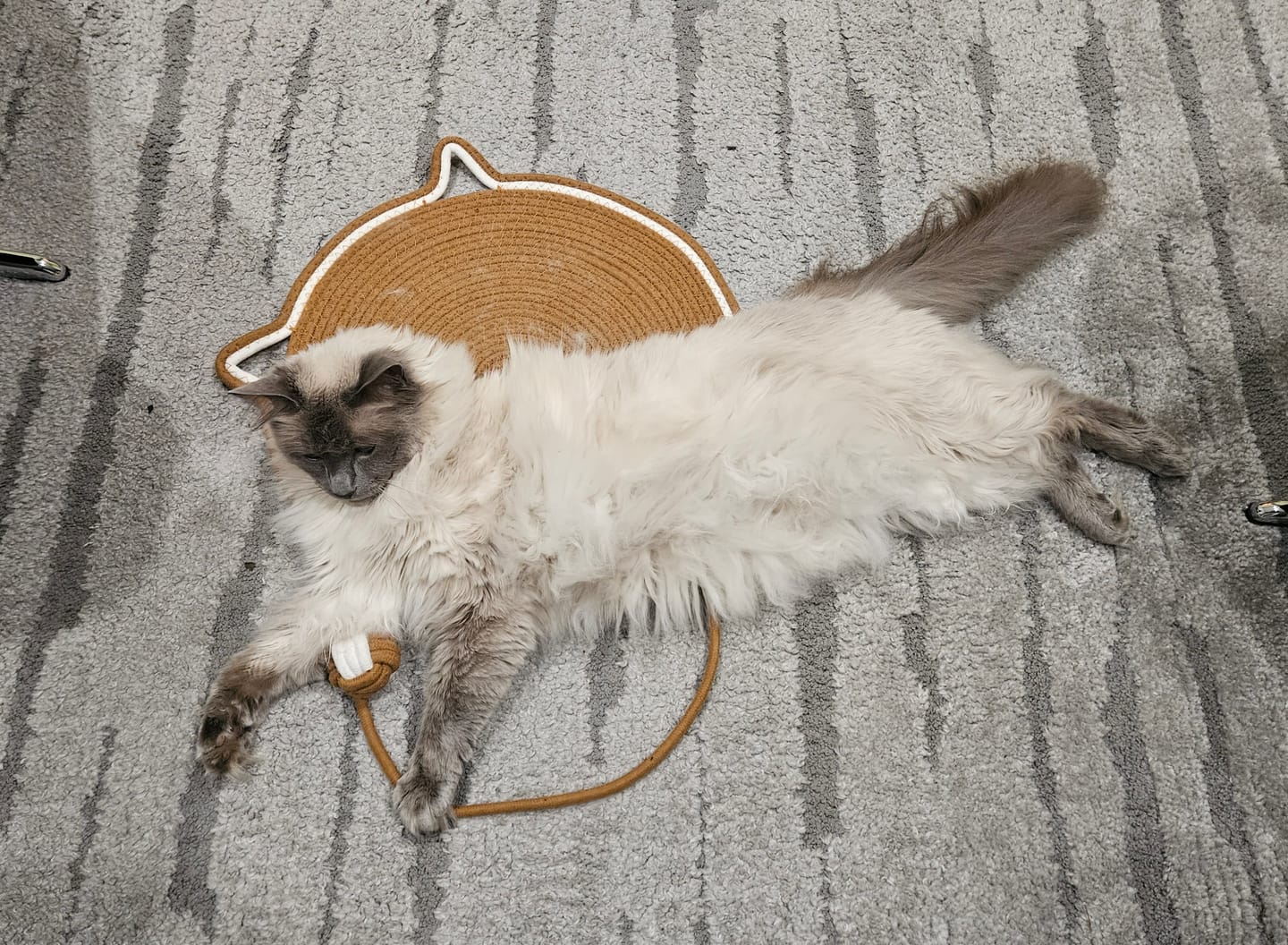 Customer photo review of Instinct Mat | The Scratching Mat Her Biology Actually Recognizes (NEW)