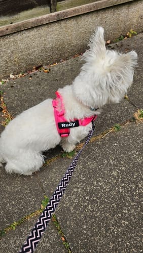 Customer photo review of Harnais anti-traction Aquelie