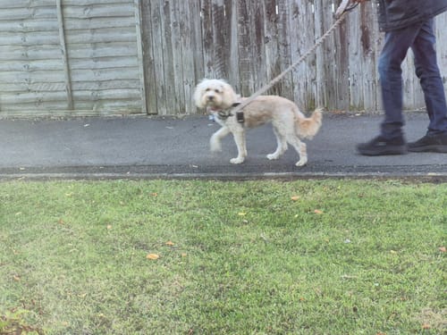 Customer's light-colored dog wearing a ParoPet Bungee Lead harness while walking on a leash held by a person.