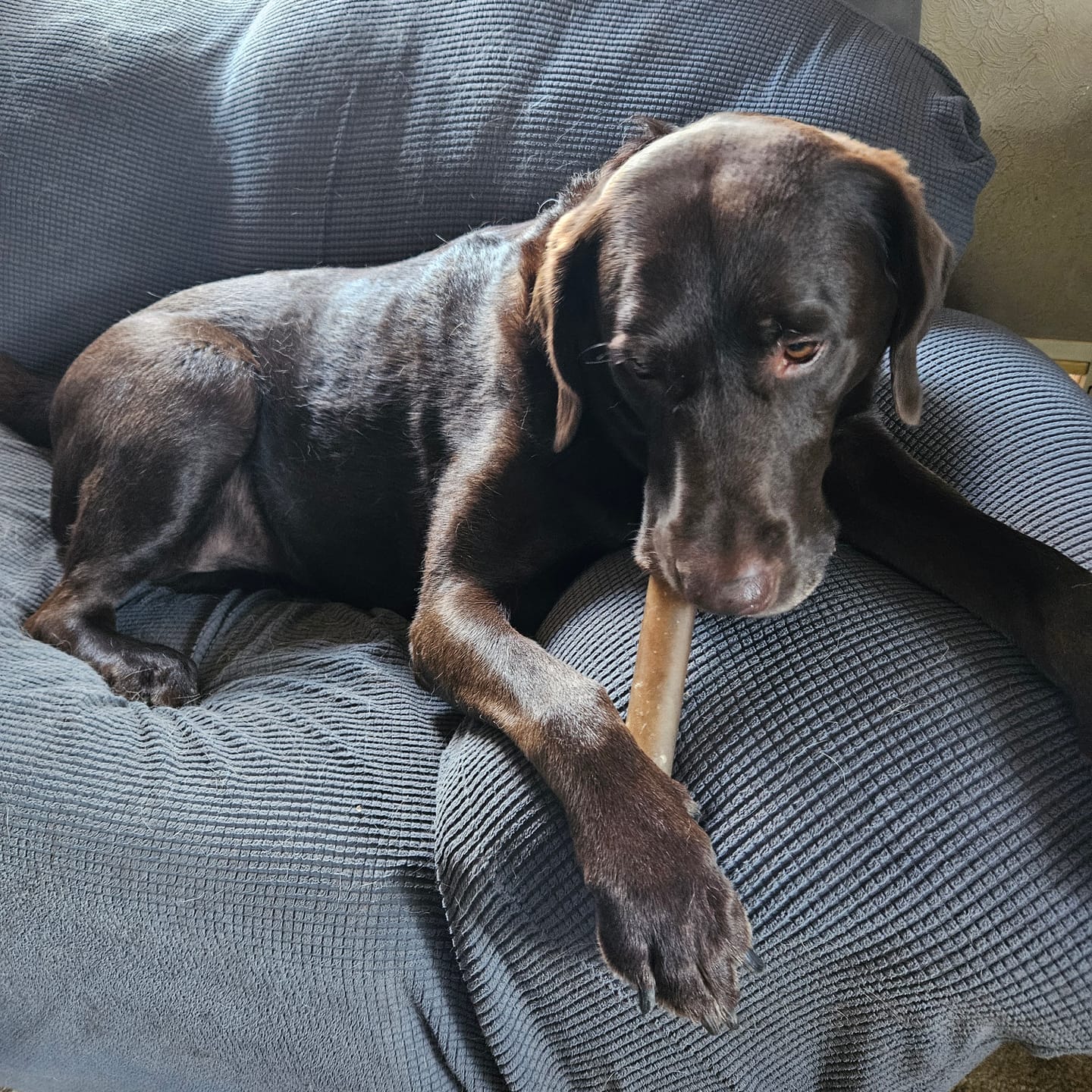 Customer photo review of Super Bull Sticks