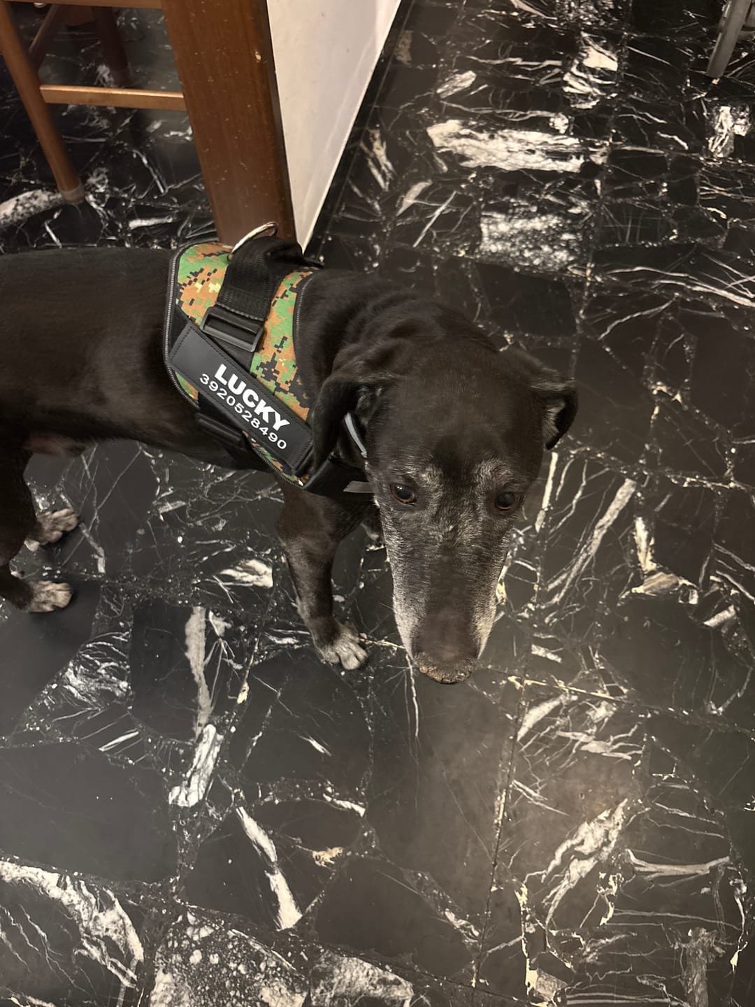 Customer photo review of Pettorina Antitiro Personalizzabile per Cani