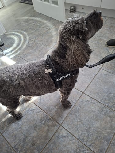 Customer photo review of Harnais anti-traction Aquelie