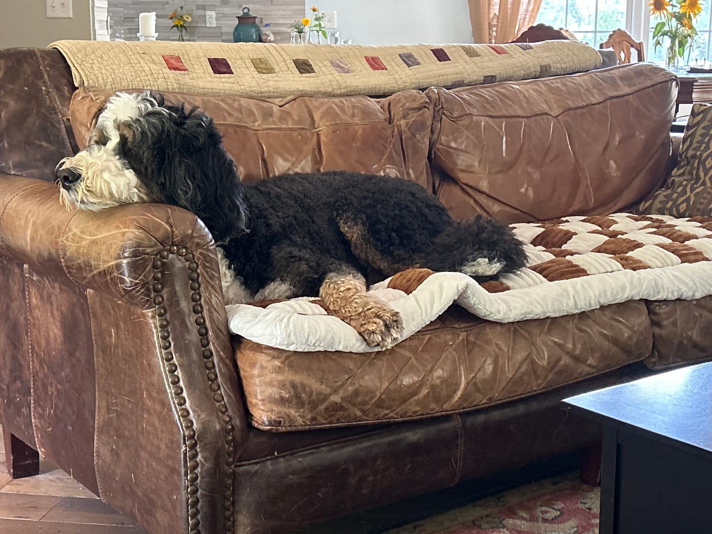 Customer photo review of Team K9® 2-in-1 Couch Cover & Dog Bed