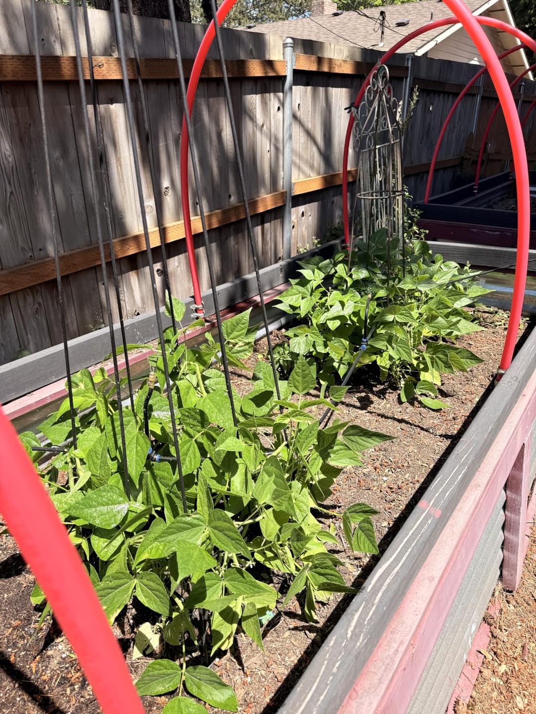 Customer photo review of HydraMist - 360 Flexible Garden Irrigation Kit
