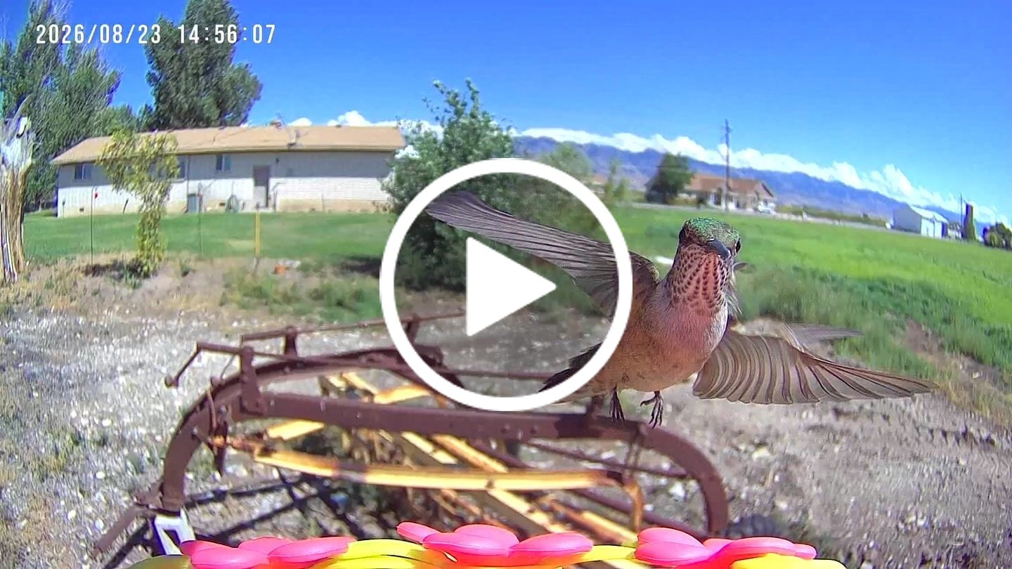 Customer video review of Smart Solar Hummingbird Feeder with HD Camera