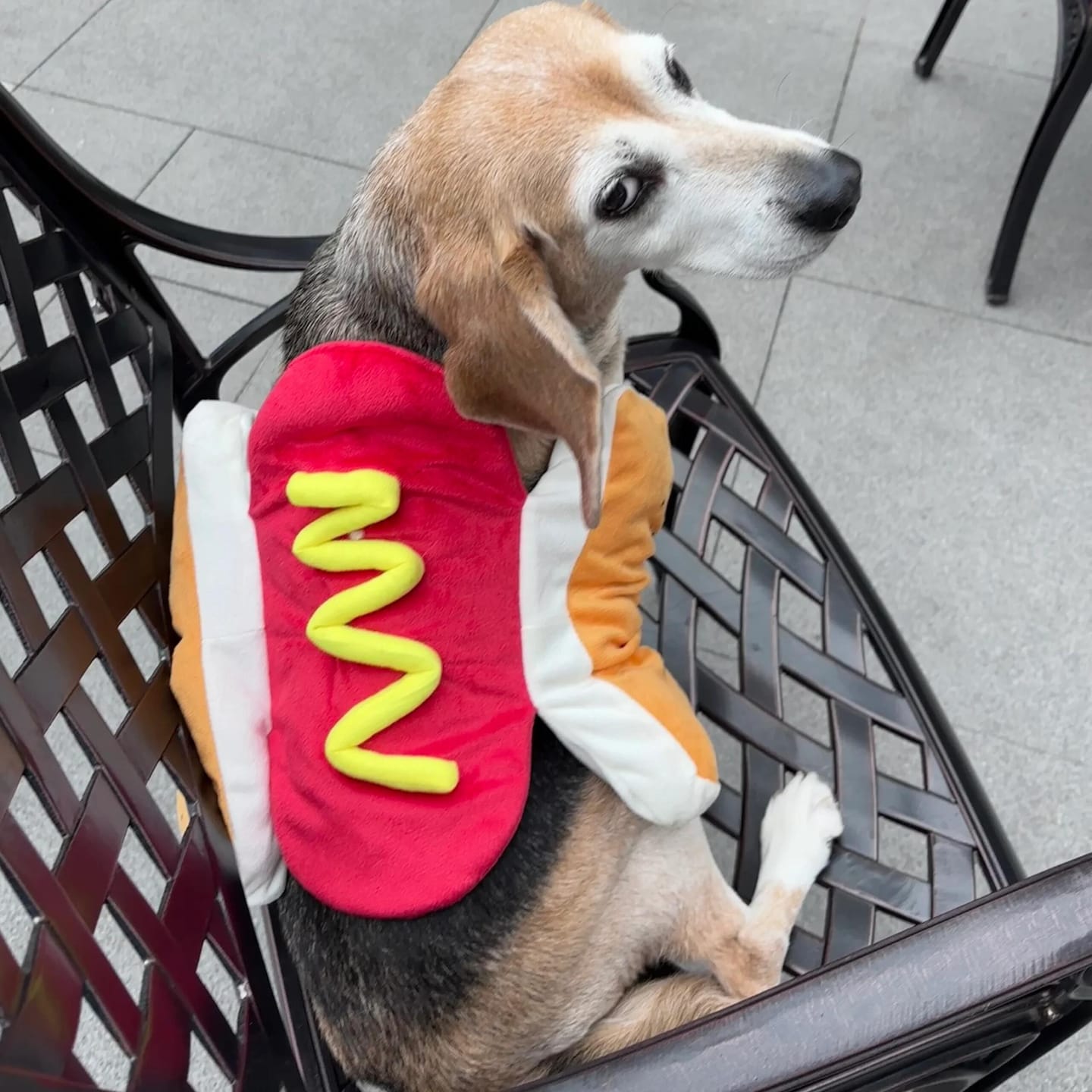 Customer photo review of Sausage Adjustable Costume Suit