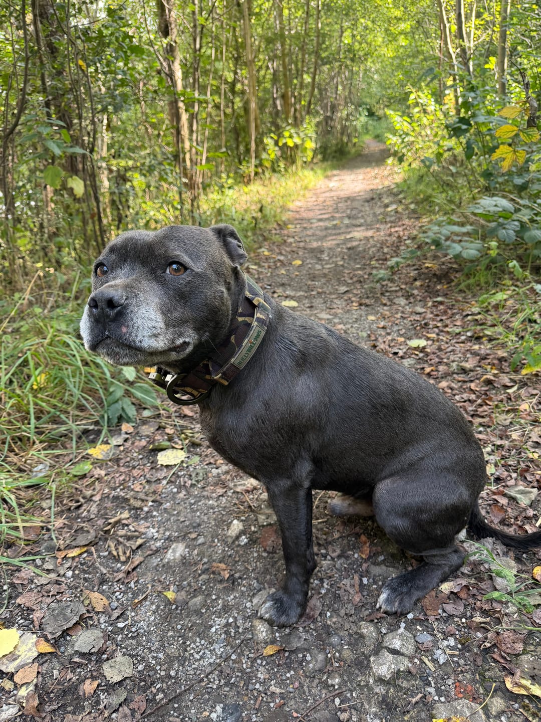 Customer photo review of 4cm Lighter Combat® Collar | With Handle & Secure Clip - Green Camouflage