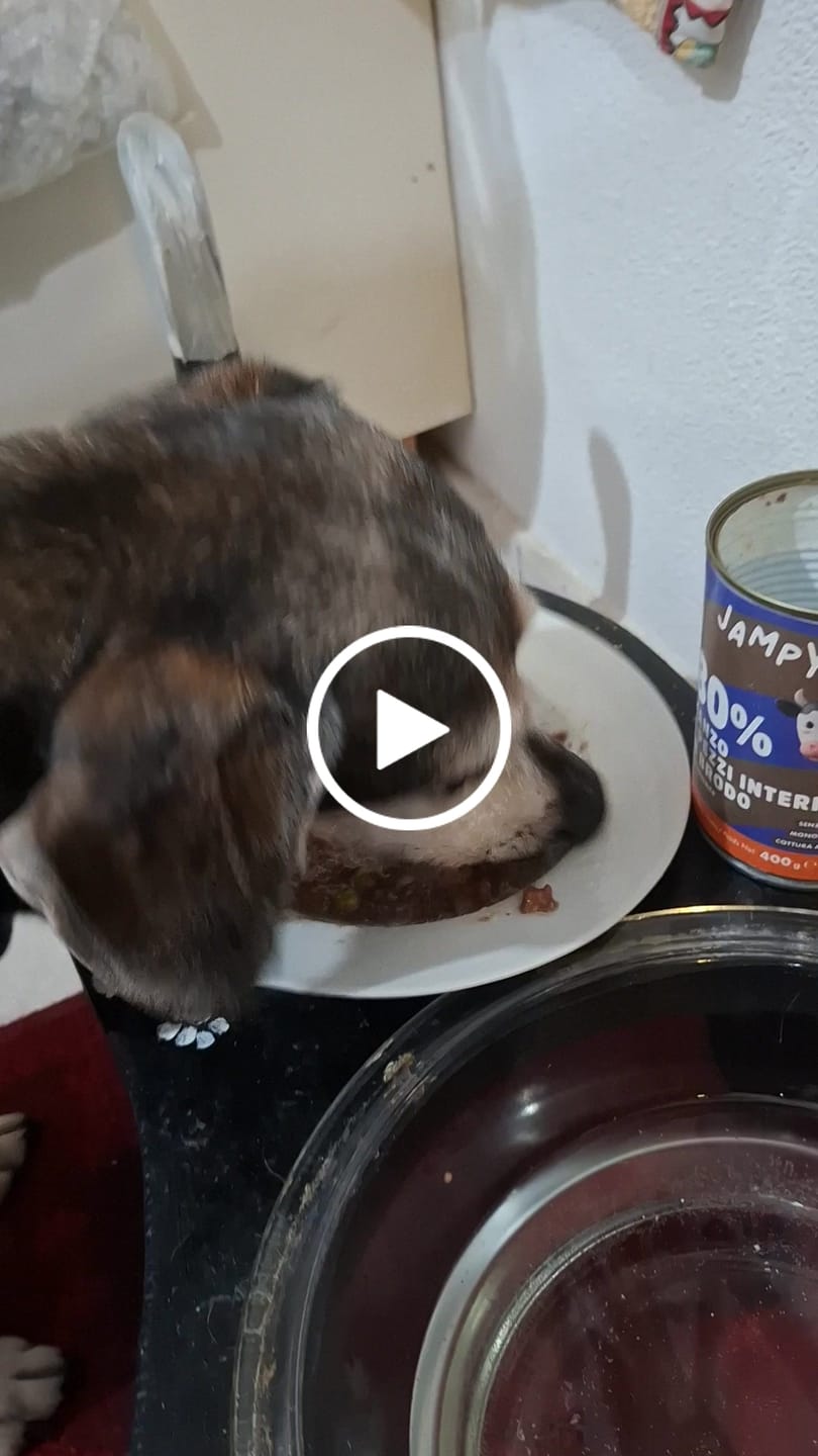 Customer video review of My Name is Manzo