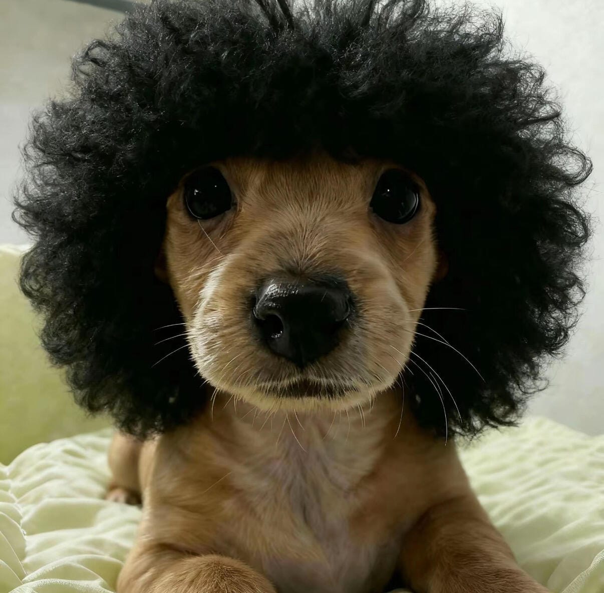 Customer photo review of Funny Pet Wig Costume Collection