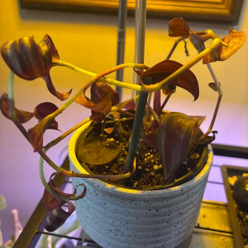 Customer photo review of Purple Wandering Jew in 4” Nursery Pot - Purple Tradescantia Plant - Low Light Houseplant - Pet Friendly Plant - Easy Indoor Plant