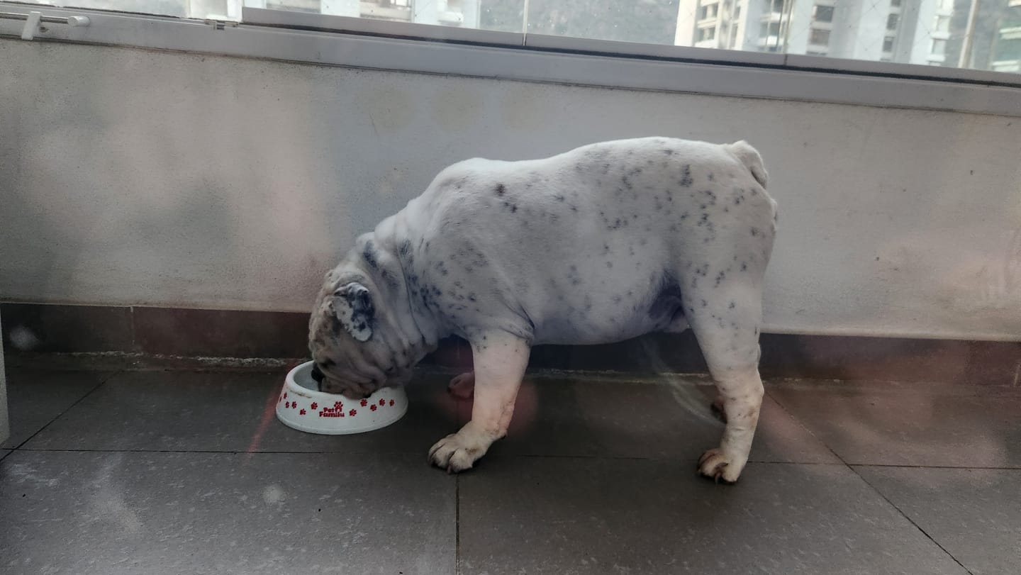 Customer photo review of PetFamily Foods Cerdo Nordico